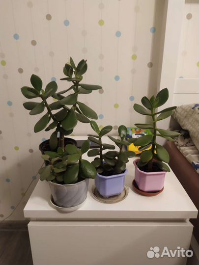 Комнатные растения