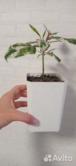 Гибискус или китайская роза пестролистный