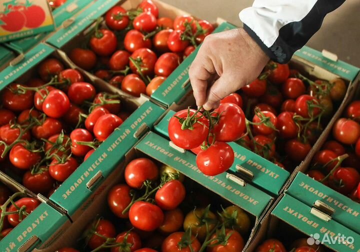 Упаковщики фасовщики овощей.вахта