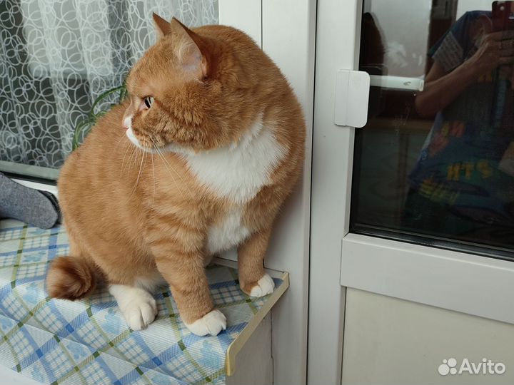 Домашние животные кошки