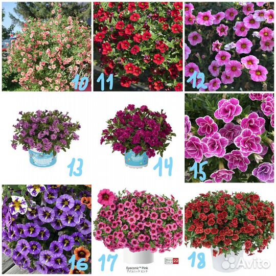 Калибрахоа