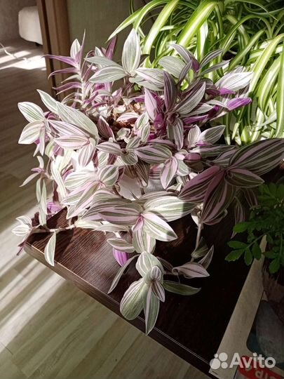 Комнатные растения цветы