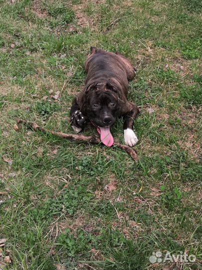 Стаффордширский терьер