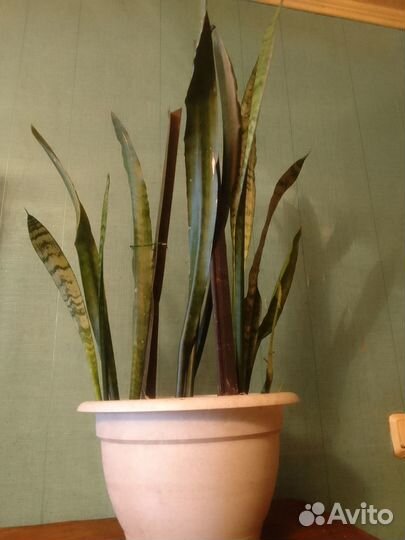 Сансевиерия