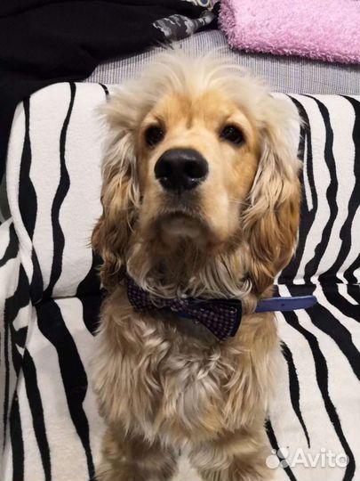 Кокер спаниель, вязка, развязан