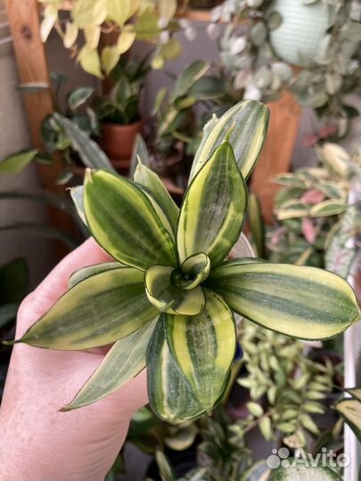 Сансевиерии Люсиль Полан, пингвикула, и др