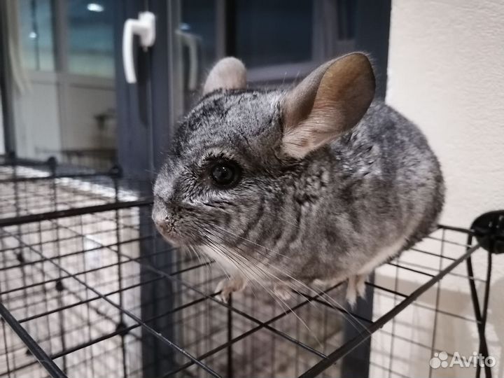 Шиншиллы в добрые и ответственные руки