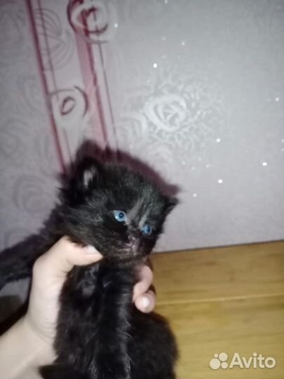 Кошечка удача