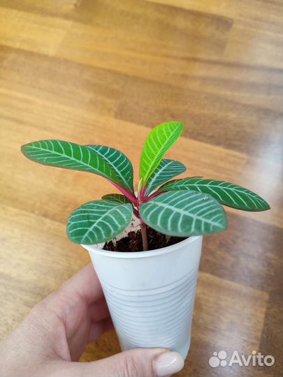 Детка Молочая беложильчатого