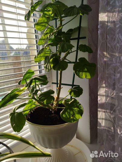 Герань красная