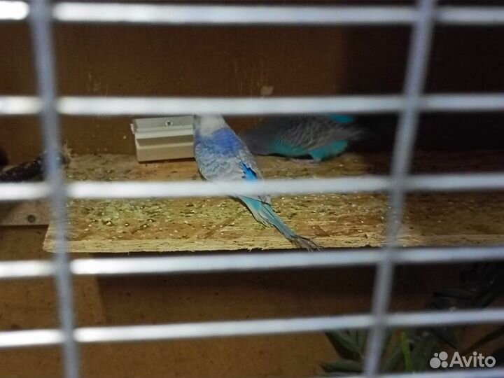 Волнистый попугай