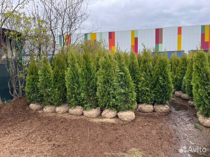 Туя смарагд