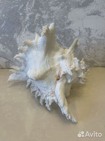 Ракушка морская большая