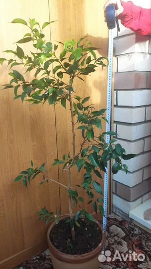 Фикус Бенджамина