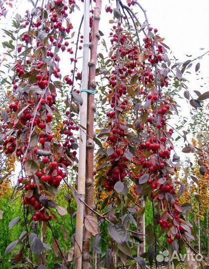 Яблоня, шелковица, верба плакучая