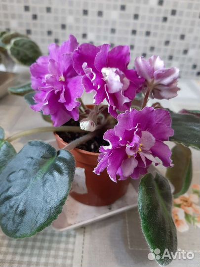 Сортовые фиалки