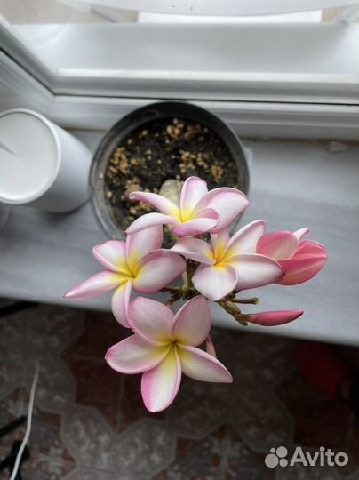 Франжипани (Плюмерия) саженцы из черенков