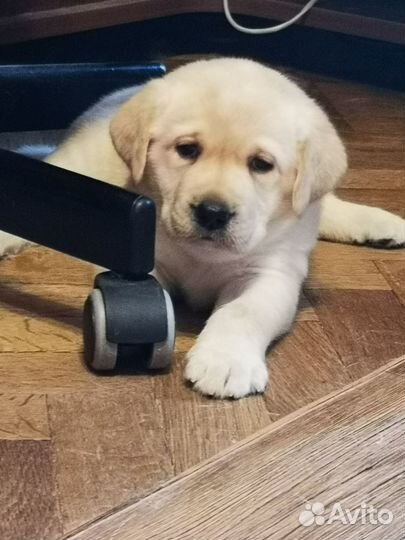 Щенки лабрадора палевые документы РКФ