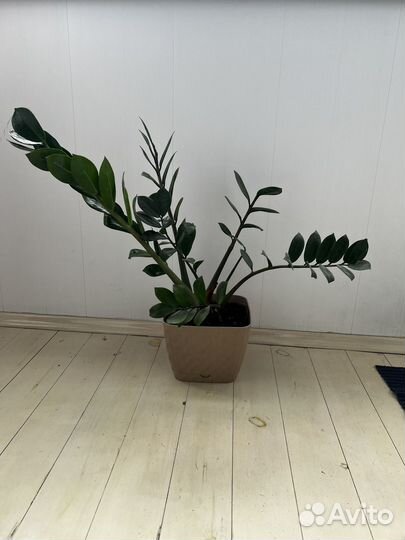 Замиокулькас