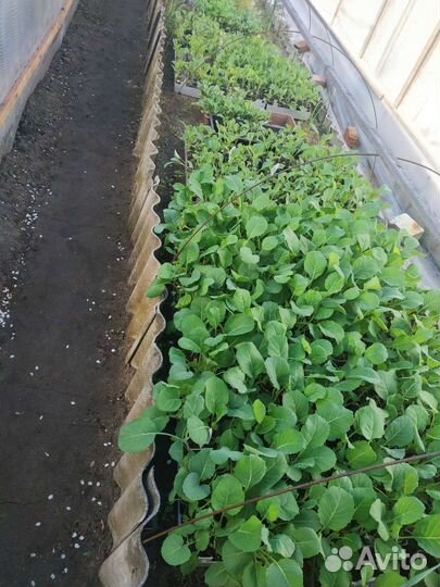 Капуста Июньская,Землячка,Слава,Московская поздняя