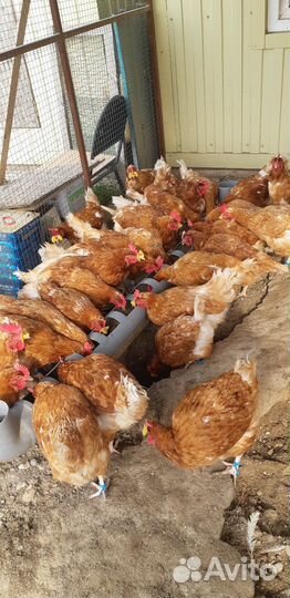 Куры несушки