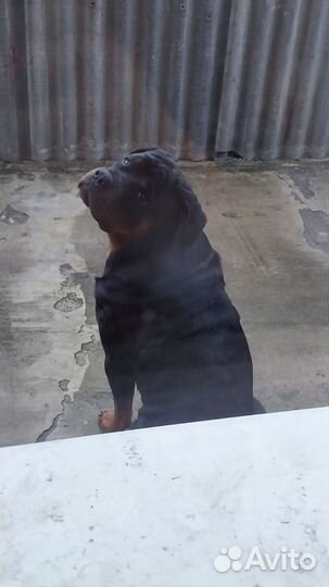 Вязка ротвейлера