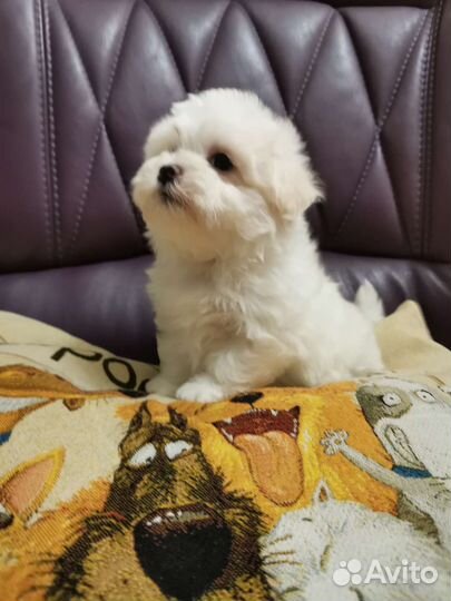 Щенки мальтипу