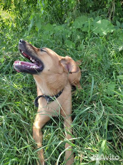 Собака из приют ищет дом