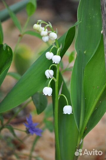 Цветы для сада (2)