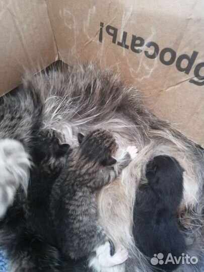 Котята от сибирской кошки