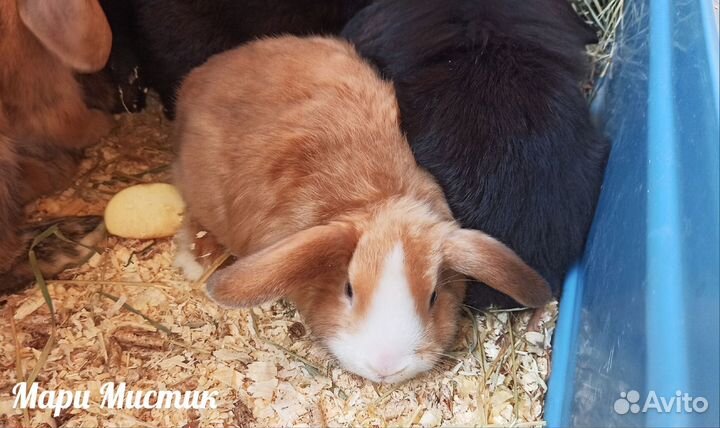 Карликовые кролики обычные и барашки видео