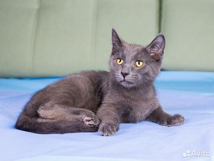 Русская голубая,метис, мальчик