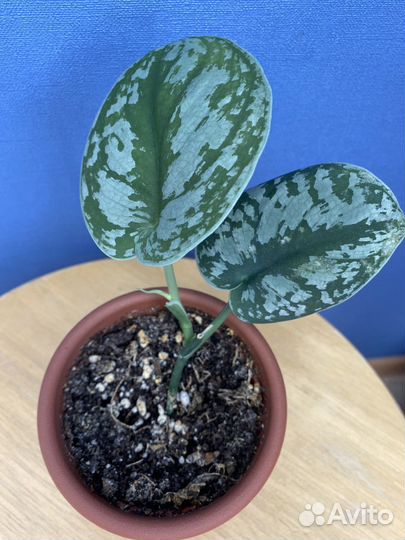 Сциндапсус