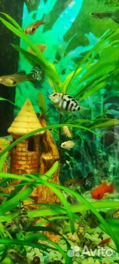 Аквариумные рыбки цихлиды