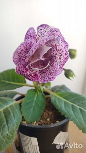 Глоксиния махровая