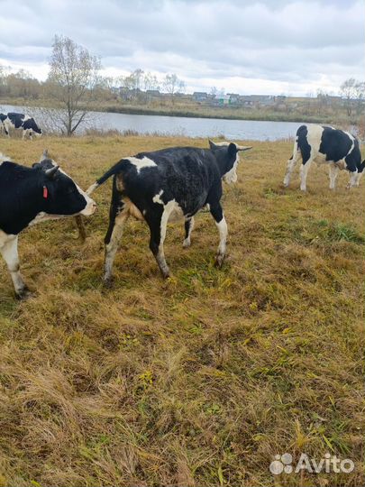 Бычки коровы