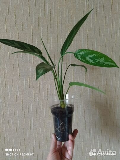 Аглаонема Трейба