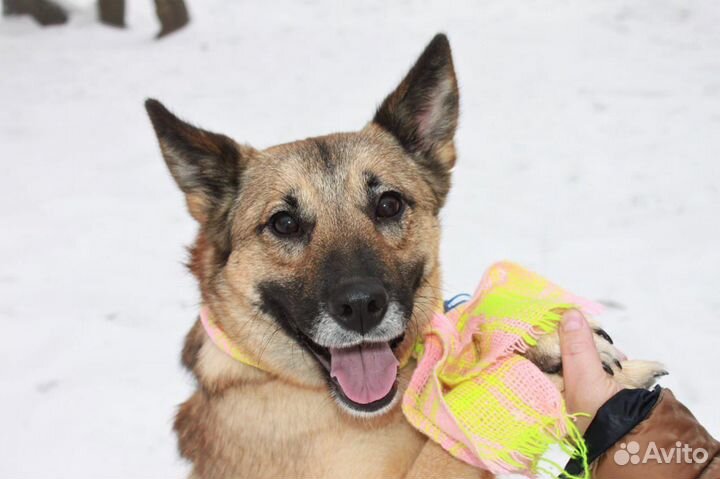 Собака из приюта в поиске любящей семьи