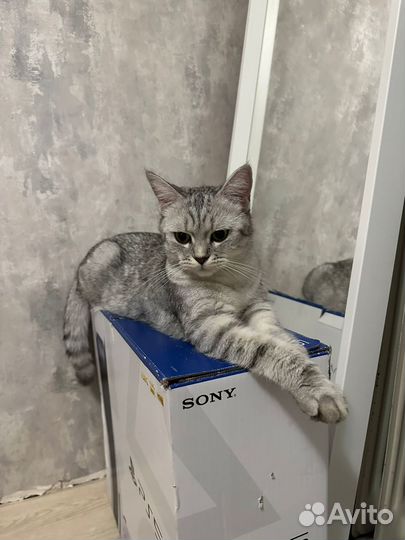 Котята в добрые руки бесплатно
