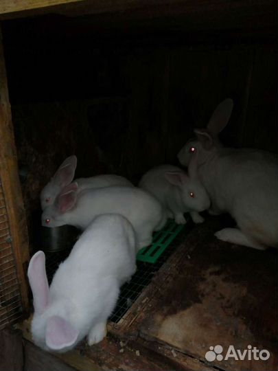 Кролики белый Паннон