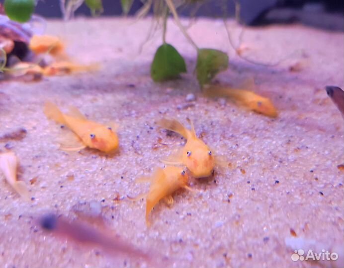 Анцитрус L-144