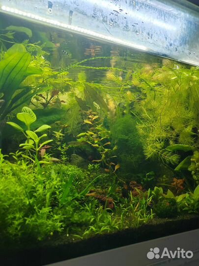 Аквариумные растения