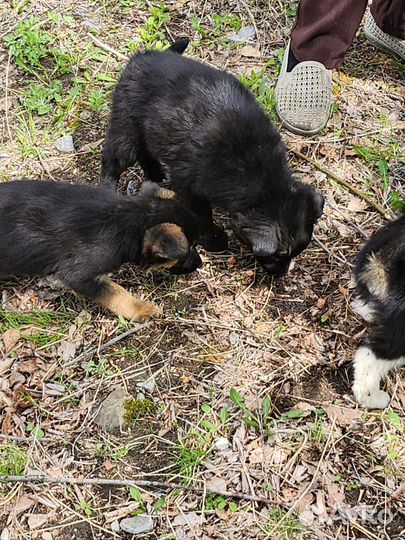 Щенок на охрану своего дома к заботливому хозяину