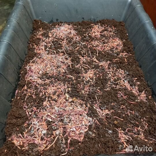 Биогумус в мешках 50 л