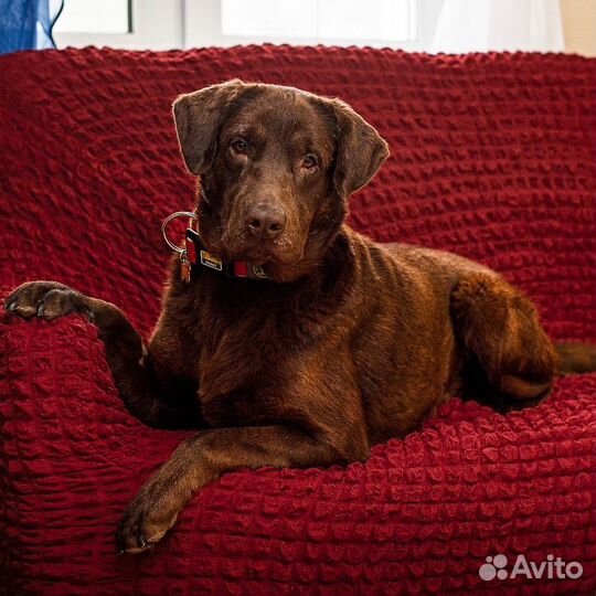 Шоколадный лабрадор Валико ищет семью