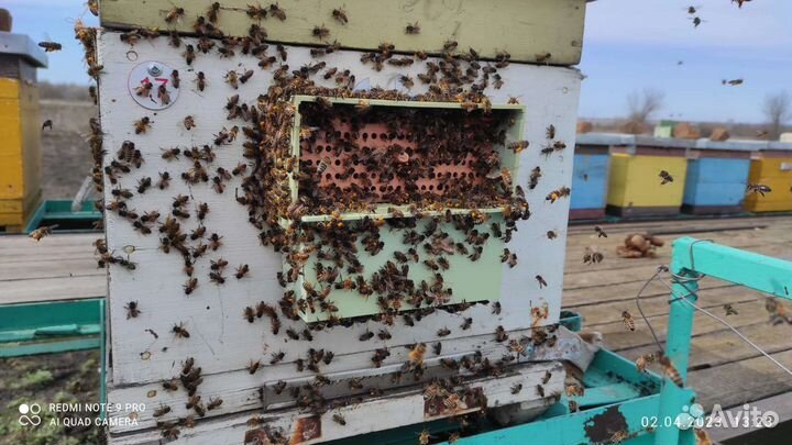 Пыльца 2023 г