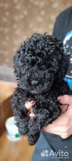 Щенки той пуделя