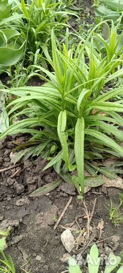 Многолетники: гвоздика, колокольчик