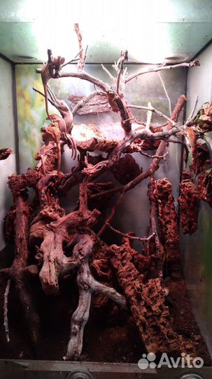 Терр.60*55*80(выс.) /пара Hemidactylus tried/дети