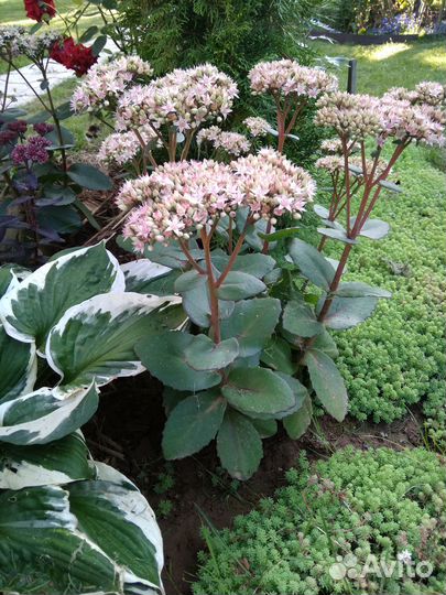 Очитки. Гвоздика. Флоксы